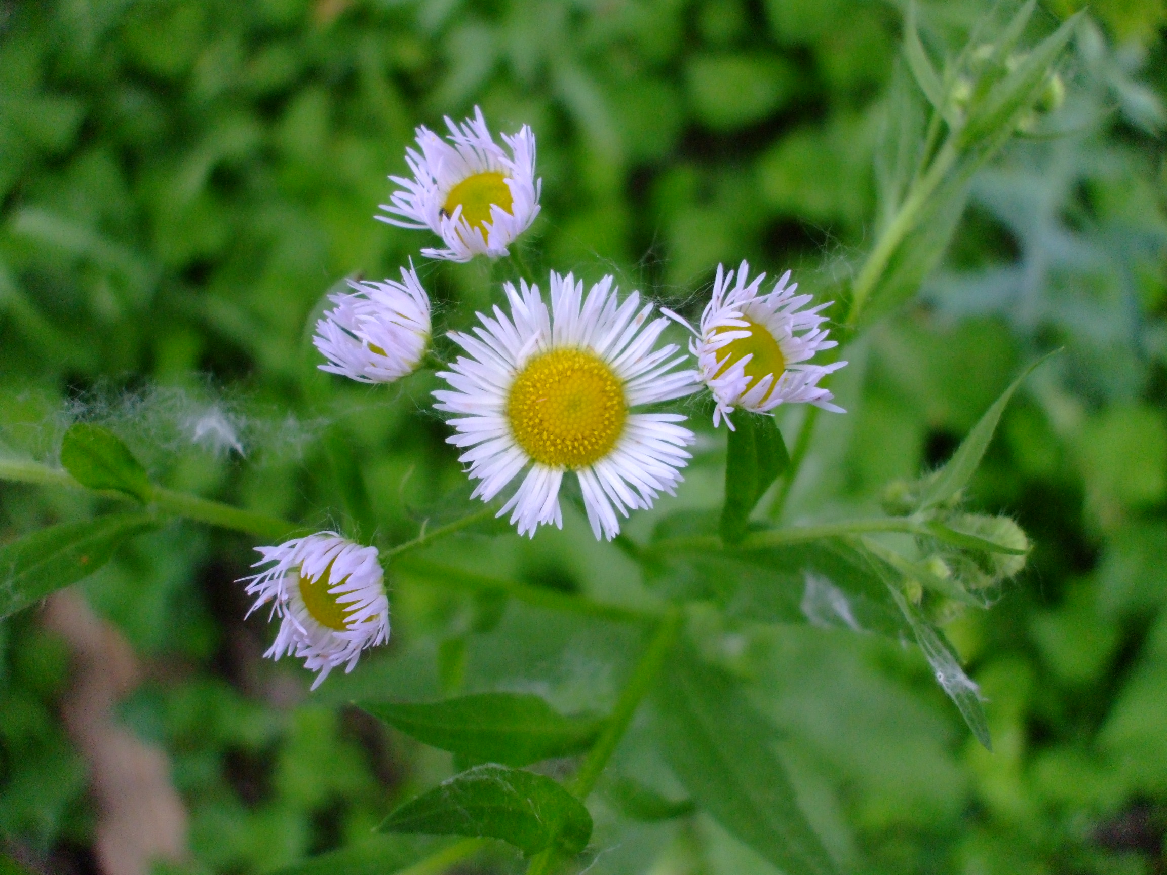 Erigeron annuus